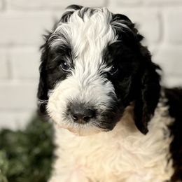 Manning - Parti Goldendoodle puppy in Morrow, Ohio from RemiRoodles