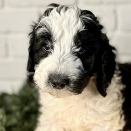 Manning - Parti Goldendoodle puppy in Morrow, Ohio from RemiRoodles