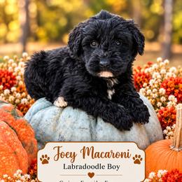 Joey Macaroni - Black male Labradoodle puppy in Grove, Oklahoma from Guinn Family Farms