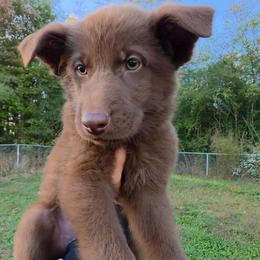 Espresso - Liver male German Shepherd puppy in Winston Salem, North Carolina from Samtastic Shepherds