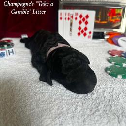 Roulette (Purple Collar Girl) - Black female Poodle puppy in Cambridge, Wisconsin from Champagne Poodles