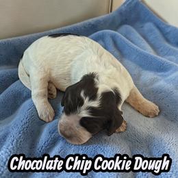 Chocolate Chip Cookie Dough - Brown roan male Cockapoo puppy in Ellenburg Center, New York from Kristin's Puppies