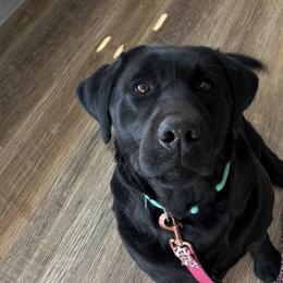 Marlie - Labrador Retriever