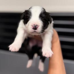 Bane - Black and white male Border Collie puppy in Kalispell, Montana from North Fork Border Collies