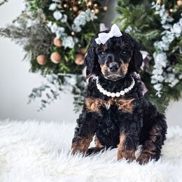 Wrenley - Phantom female Poodle puppy in Gaylord, Michigan from Dog Mom Co.