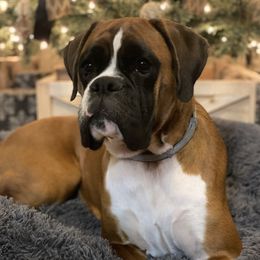 Kimber  - Boxer