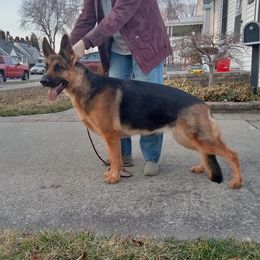 Freya - German Shepherd