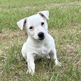 Snow - White female Russell Terrier puppy in Ocala, Florida from Rivermont Farm