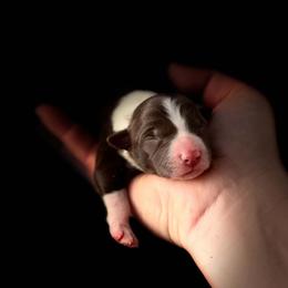 Rosie - Red female Border Collie puppy in New Mexico from Twisted Biscuit Border Collies