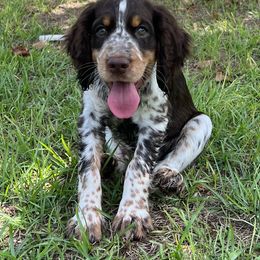 English Springer Spaniel Puppies from Spradley Springers