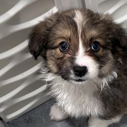 American Corgis, Australian Shepherds, Miniature Australian Shepherds, and Pembroke Welsh Corgis from Fluffy Butt Acres
