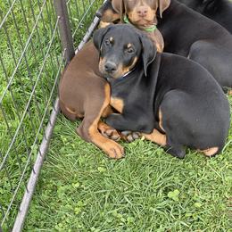 Doberman Pinscher Puppies from Jensen Dobermans