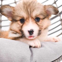Pembroke Welsh Corgi Puppies from MG Corgis