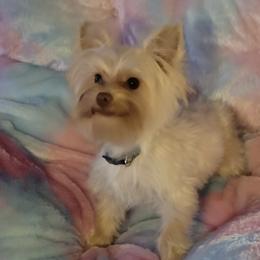 Percy - Yorkshire Terrier