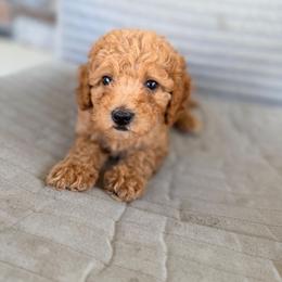 Stunner - Red  male Goldendoodle puppy in Daytona Beach, Florida from Beach Doodles