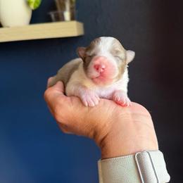 Kenai - White blue merle and tan male Shetland Sheepdog puppy in Warren, Texas from Willow&Wren Shetland Sheepdogs