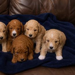 Poodle Puppies from Good Sir Poodles
