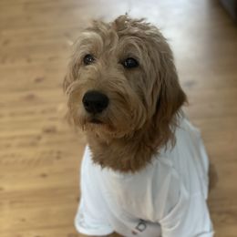 Goldendoodle Puppies from Doodle Paradise