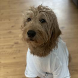Goldendoodle Puppies from Doodle Paradise