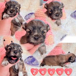 Zenobia (zenna) - White female Mi-Ki puppy in Toronto, Ohio from Shekinah’s Mi-Kis & Cricket Hill’s Westies