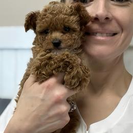 Poodle Puppies from KC Poodles of PA