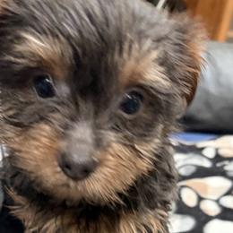 Yorkshire Terriers from Anthony Harris
