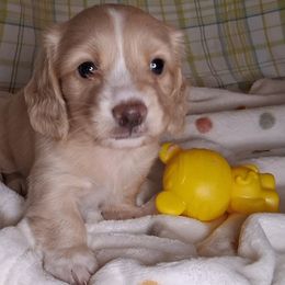 Dachshund puppies from Stacie's Charming Doxies