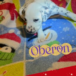 Oberon - White and black male Dalmatian puppy in Las Vegas, Nevada from 101 Dew Dream Valley Dalmatians