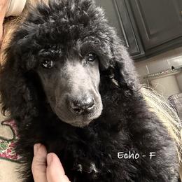 Echo - Black female Poodle puppy in Greenwich, New York from MizzElle’s Standard Poodles