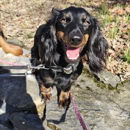 Nanna - Dachshund