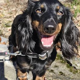 Nanna - Dachshund