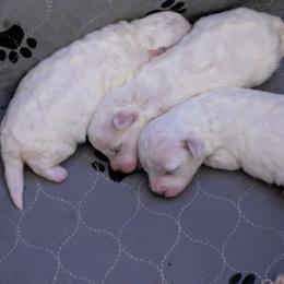 Female 3 - White female Bichon Frise puppy in Eaton Rapids, Michigan from JMs Bichons