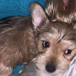 Yorkshire Terriers from Oliviero Yorkies