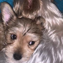 Yorkshire Terriers from Oliviero Yorkies