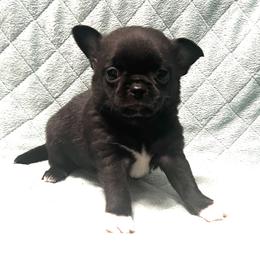 AKC boy - Black male Chihuahua puppy in Orlando, Florida from iLuvChihuahuas
