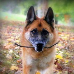 German Shepherds from Vom HeartSoul