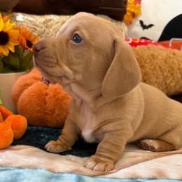 Kanga - Cream male Dachshund puppy in Homedale, Idaho from Jeff & Joette