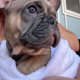 French Bulldog Puppies from Labour of Love French Bulldogs