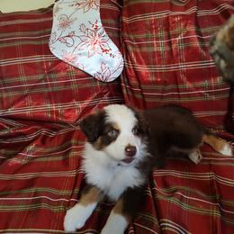 Miniature Australian Shepherd Puppies from Terri's Mini Aussies
