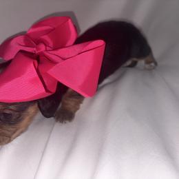 Penelope - Black and tan female Dachshund puppy in Clarksville, Virginia from K&C Miniature Dachshunds