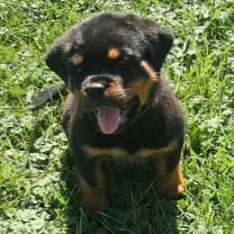 Girl 2 - Black and mahogany female Rottweiler puppy in De Witt, Iowa from Irish Eyes Kennels