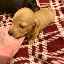 Bradey - Red male Dachshund puppy in Edinburg, Virginia from Hunter Lane Dachshunds