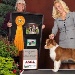 Australian Shepherds from Polaris Australian Shepherds