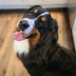 Jolene - Bernese Mountain Dog