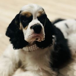Cocker Spaniels from LoElls Cocker Spaniels