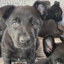German Shepherd Puppies from Von Lambor German Shepherds