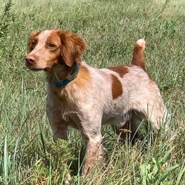 Brittany puppies from Kennel de Fowler