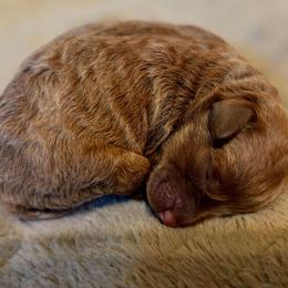 Callie - Red female Labradoodle puppy in Clinton, Ohio from P&L Doodles