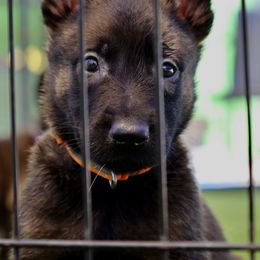 Belgian Malinois, Dutch Shepherd, and German Shepherd Puppies from Andy's Elite K9