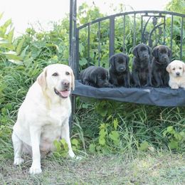 Dilute Retrievers and Labrador Retrievers from Best Kept Labs, Air Dogs & Training, LLC